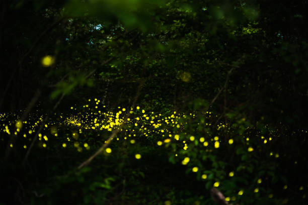 istock Firefly flying in the night forest 1160999203