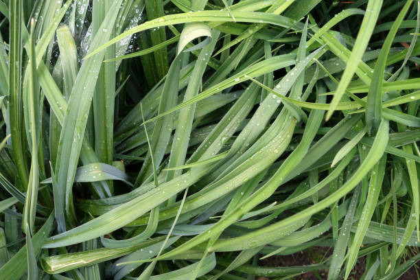 green grass with dew drops on it. - 16019 imagens e fotografias de stock