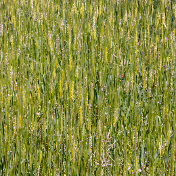 einkorn wheat grows at the field in yellow and green colors