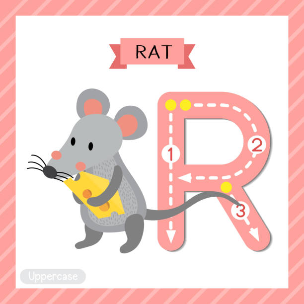 Small Letters Rats 30+ Animals Alphabet R Is For Rat Stock Illustrations, Royalty-Free ...