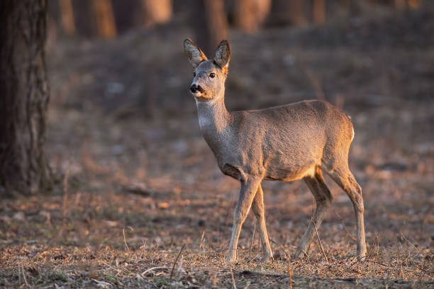 istock Roe deer, capreolus capreolus, doe walking through a forest at sunset. 1161001319