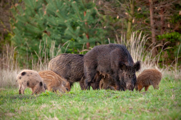 istock Wild sow with little stripped piglets grazing in fresh spring nature. 1161001330
