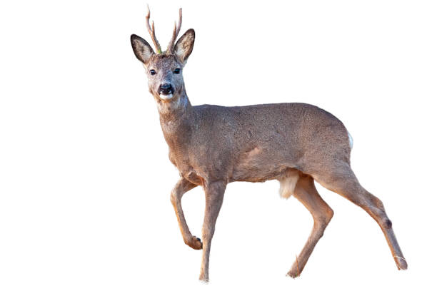 istock Roe deer buck in winter coating with antlers walking isolated on white 1161001345