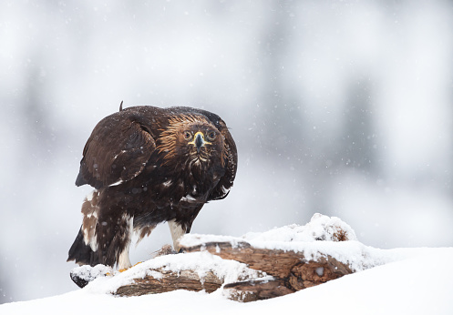 Golden Eagle (Aquila chrysaetos) in the falling snow in winter.