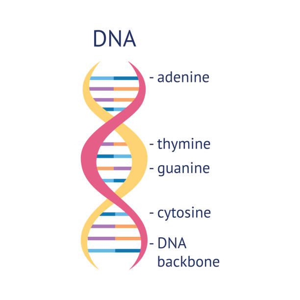 DNA molecule spiral educational vector illustration isolated on white background. DNA helix molecule spiral educational info graphic vector illustration isolated on white background. DNA strand biological structure nucleotides and bases in colorful icon. dna nucleotide stock illustrations