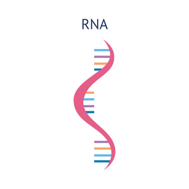 Scientific icon structure of a RNA molecule vector isolated on background. Scientific or educational icon structure of a RNA molecule vector illustration isolated on white background. The spiral molecule of RNA gene in a flat style. rna stock illustrations