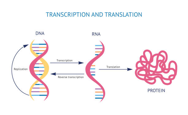 Ilustración de Modelo Científico De Transcripción De Adn Y Arn Y Vector De  Traducción Aislado En Blanco y más Vectores Libres de Derechos de ADN -  iStock