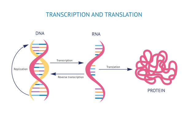 ilustraciones, imágenes clip art, dibujos animados e iconos de stock de modelo científico de transcripción de adn y arn y vector de traducción aislado en blanco. - molecular structure illustrations