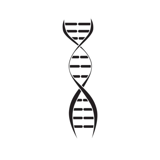 ilustrações de stock, clip art, desenhos animados e ícones de dna molecule spiral with double stroke strands - dna helix helix model symmetry