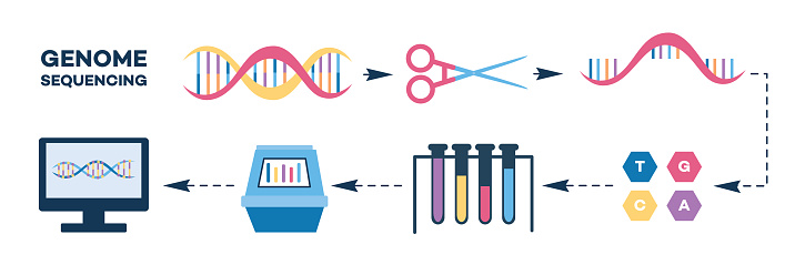 Infographics of genome sequencing stages flat style, vector illustration isolated on white background. Steps of DNA chain termination method or nucleotide sequence test