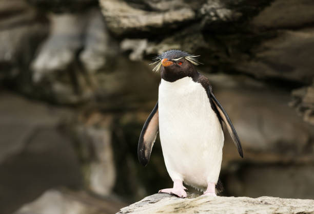 istock Southern rockhopper penguin standing on a rock 1161002242