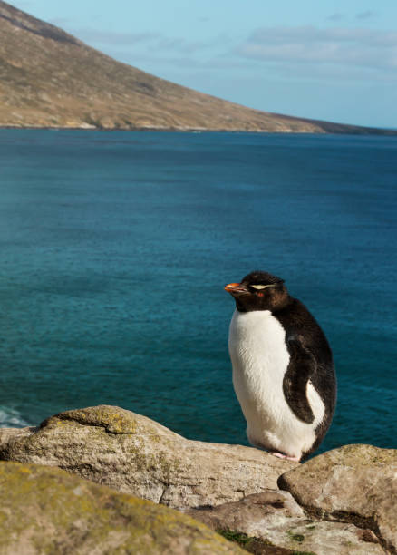 istock Rockhopper penguin standing on rocks 1161002243