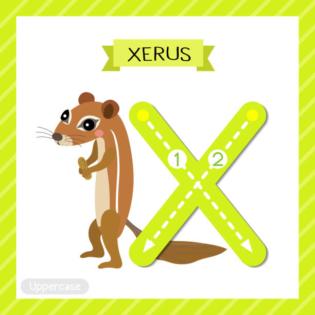 Letter X uppercase tracing. Xerus Letter X uppercase cute children colorful zoo and animals ABC alphabet tracing flashcard of Xerus for kids learning English vocabulary and handwriting vector illustration. african ground squirrel stock illustrations