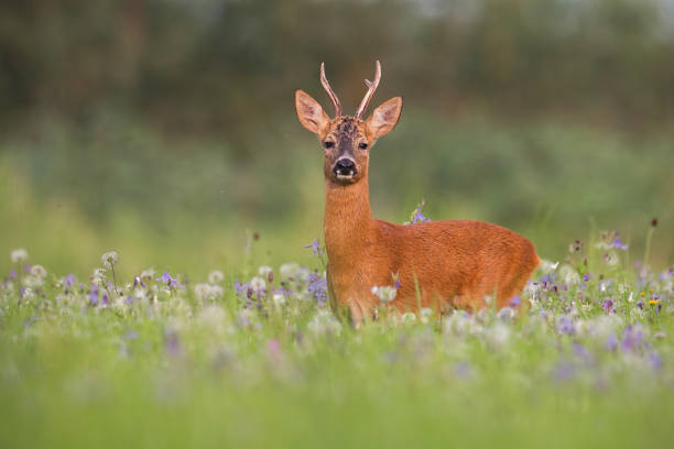 istock Roe deer buck in summer between flowers in nature 1161005855