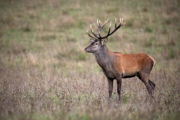 istock Red deer stag standing and looking aside on a meadow with dry grass in autumn 1161006122