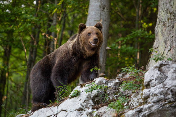 istock Dominant brown bear, ursus arctos standing on a rock in forest. 1161006137