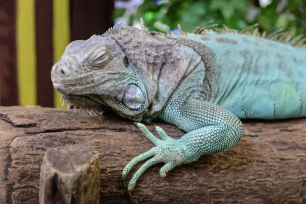 Photo of colorful iguana in closeup