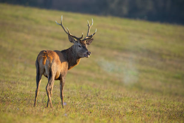istock Red deer, cervus elaphus, stag in rut breathing steam. 1161007135