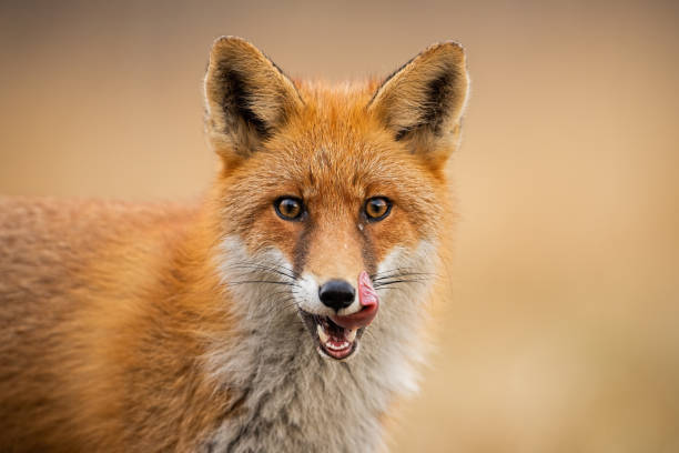 Head of a red fox, vulpes vulpes, looking straight to the camera licking lips. Close-up of head of a red fox, vulpes vulpes, looking straight to the camera licking lips. Detail of predator staring forward looking for a prey. Wildlife scenery in autumn with orange vivid colors. fox photos stock pictures, royalty-free photos & images