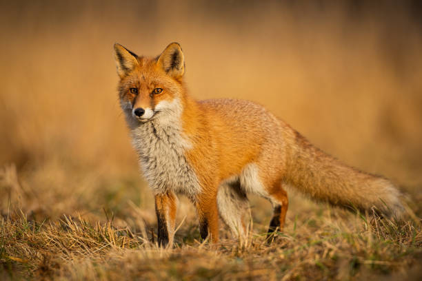 istock Adult fox with clear blurred background at sunset. 1161007173