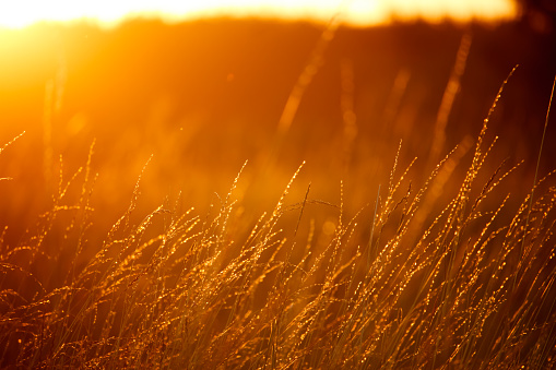 Landscape with a meadow of grass against the backdrop of a sunset, bright orange sun, soft focus