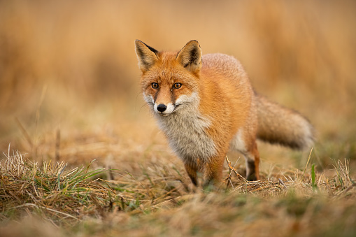 Adult fox with clear blurred background at sunset. Predator looking for a prey. Vulpes vulpes in natural environment.