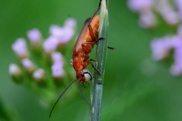 Red soldier beetle Rhagonycha fulva rhagonycha fulva stock pictures, royalty-free photos & images