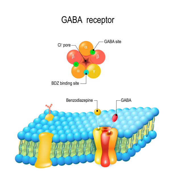 ilustraciones, imágenes clip art, dibujos animados e iconos de stock de membrana celular. receptor gaba - ion
