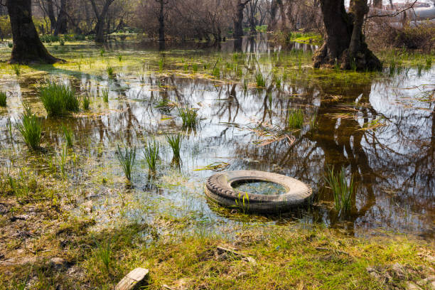 environmental pollution in floodplain forest (longoz) in bursa, karacabey, turkey - woods reflection famous place standing water imagens e fotografias de stock