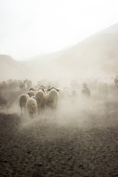 istock A flock of sheep 1161010371