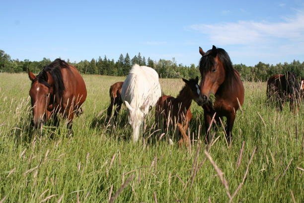 istock Warmblood mares and foals in summer pasture 1161010388
