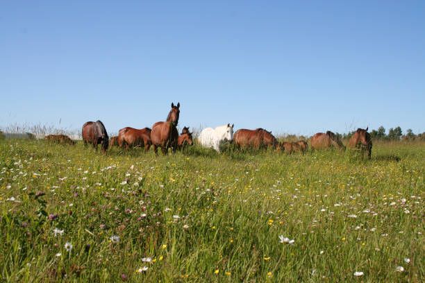 istock Warmblood mares and foals in summer pasture 1161010416