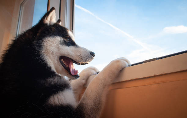 istock Husky breed dog. Looking out the window 1161010577