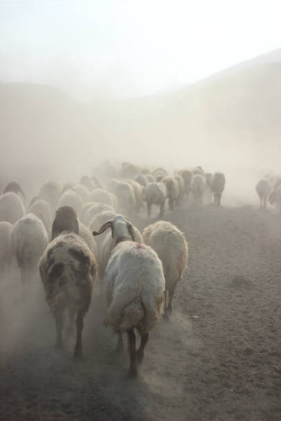 istock A flock of sheep 1161010698