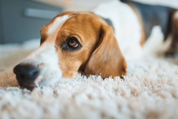 istock Dog beagle breed sleeps on carpet 1161010757