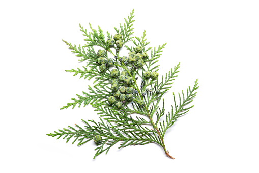 Fresh Cypress twig with growing cones isolated on white background. Cupressus
