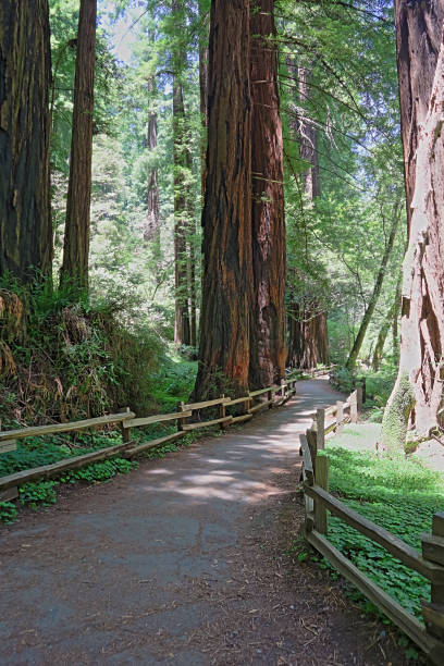 istock Hiking trails through giant redwoods in Muir Woods 1161011322