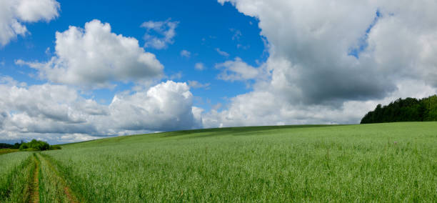 istock Sunny panoramic landscape with ground country road passing through the green oat fields and woods. 1161012102