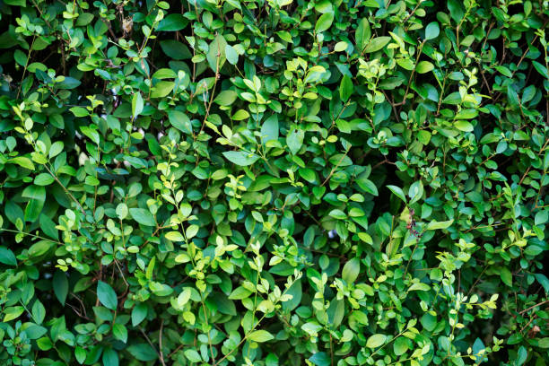 istock Full Frame shot of green plants. 1161012489