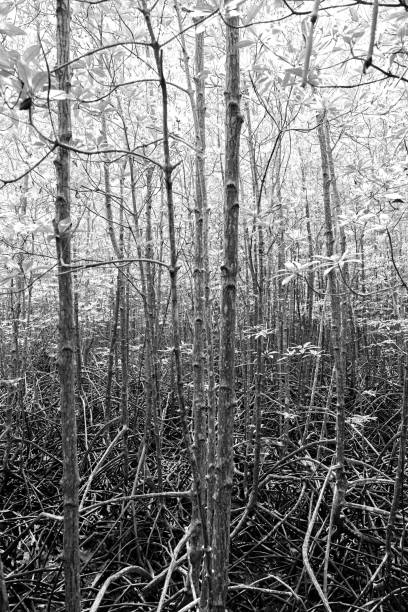 istock Trunks and roots in mangrove forest in black and white 1161014359