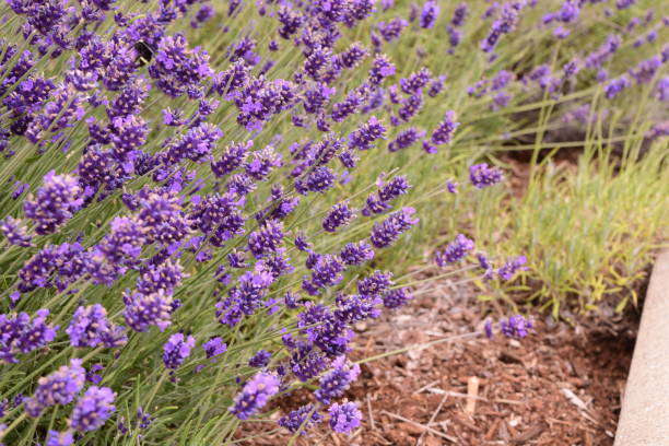 Racimo De Flores Moradas · Foto de stock gratuita Racimo De Flores Moradas · Foto de stock gratuita