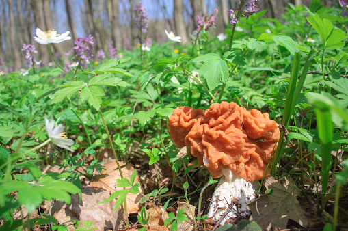 Gyromitra gigas among the green spring grass .
