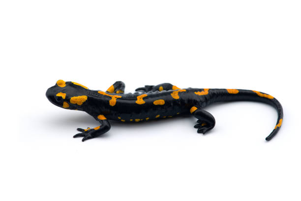 istock The fire salamander isolated on white background 1161015876