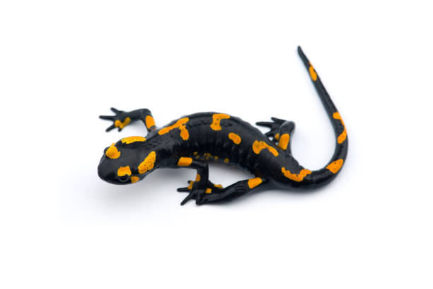 istock The fire salamander isolated on white background 1161015879