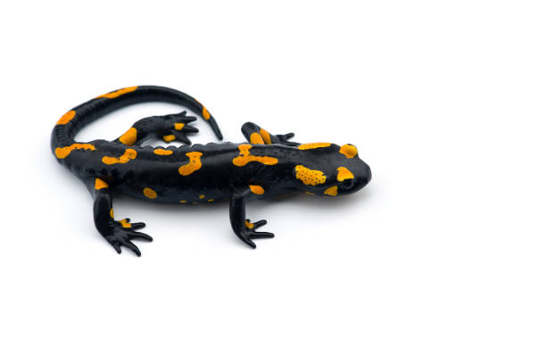 istock The fire salamander isolated on white background 1161015901