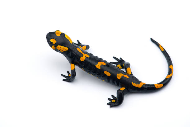 istock The fire salamander isolated on white background 1161015904