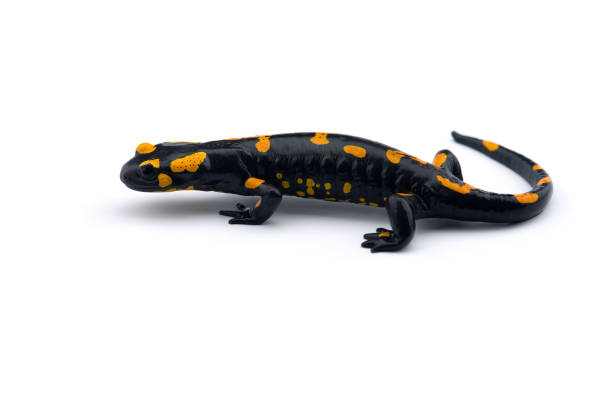 istock The fire salamander isolated on white background 1161015907