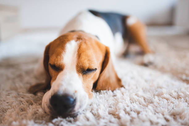 istock Dog beagle breed sleeps on carpet 1161016541