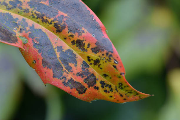 istock Macro image of an Autumnal coloured leaf 1161017047