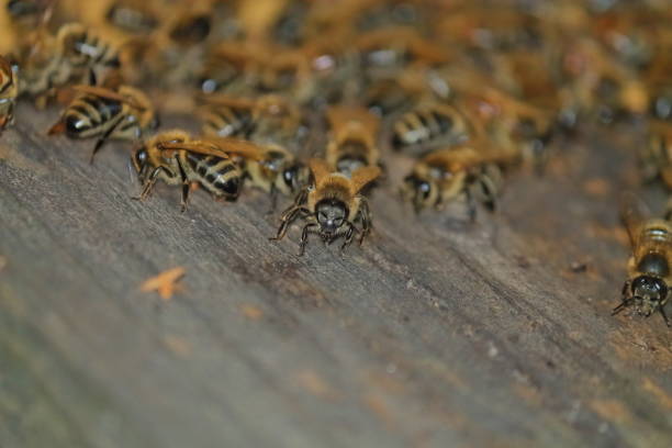 istock portrait of bee 1161017914